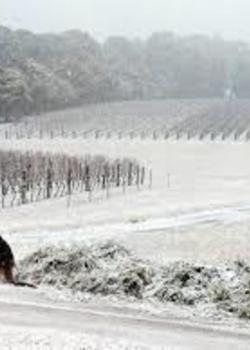 Default_winter_kangaroos